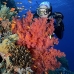coral_soft_bro_l_ni_v_0437_egy1788.jpg